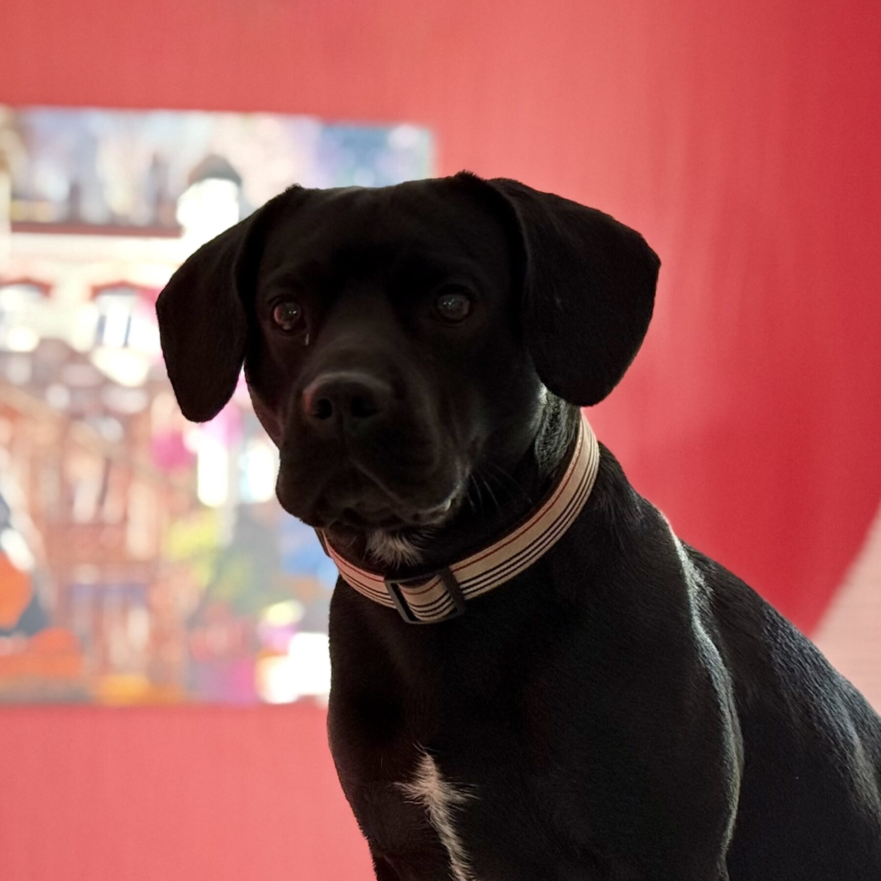 tobi
